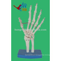 Esqueleto de plástico de mano, de tamaño natural Hand Joint Skeleton